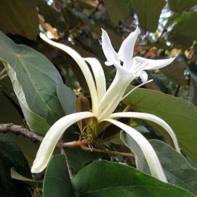 Bayur fa - Pterospermum acerifolium, Pterospermum acerifolium, évelő, fásszárú